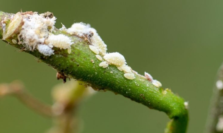 Insektisida kutu daun, Sumber: kompas.com