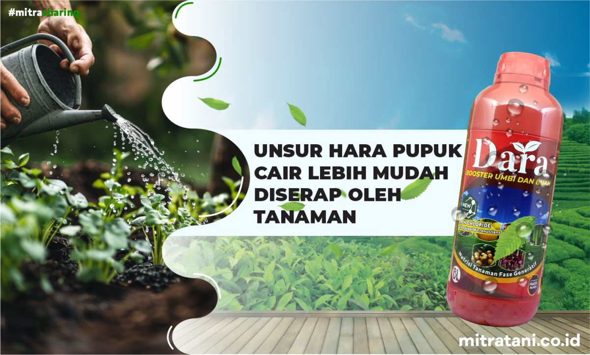 Dara Pupuk Booster Umbi & Buah Andalan Petani Djuara