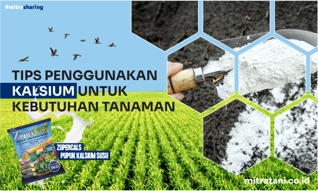 Menyimak Kapan Waktu Pemberian Pupuk Kalsium?