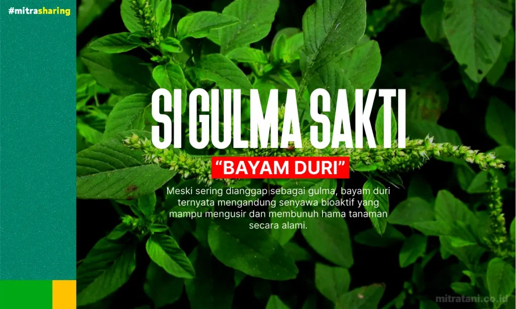 Bayam Duri Atasi Hama Tanpa Kimia