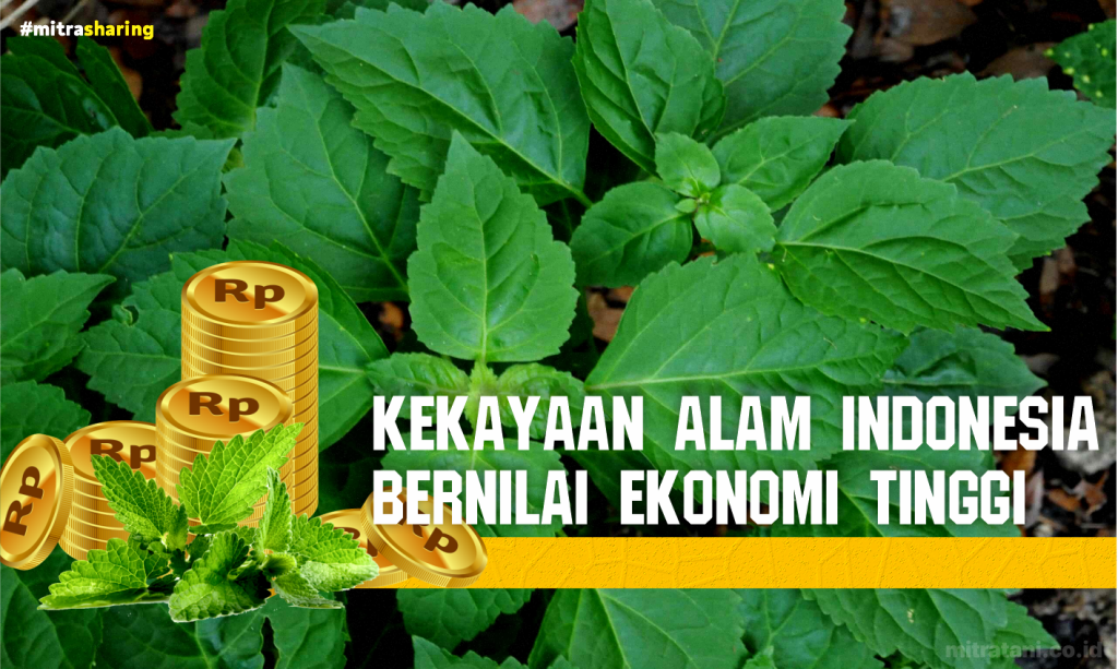 Nilam Berpotensi Meningkatkan Perekonomian