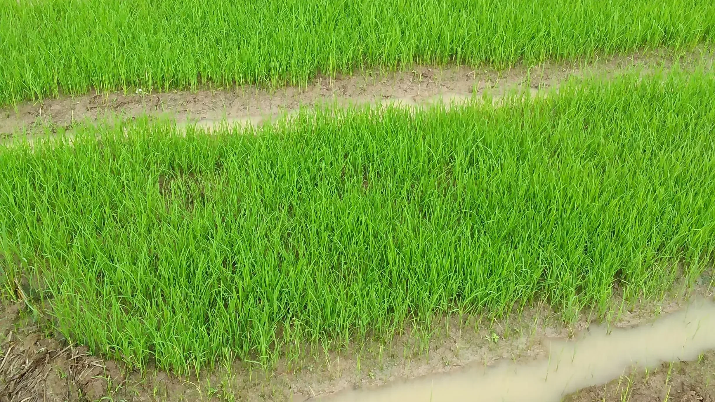 Mitra Tani Terpercaya Muntilan