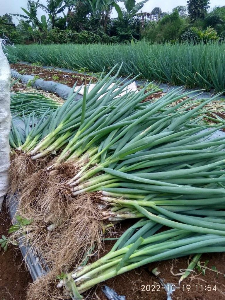 Mitra Tani Terpercaya Indonesia
